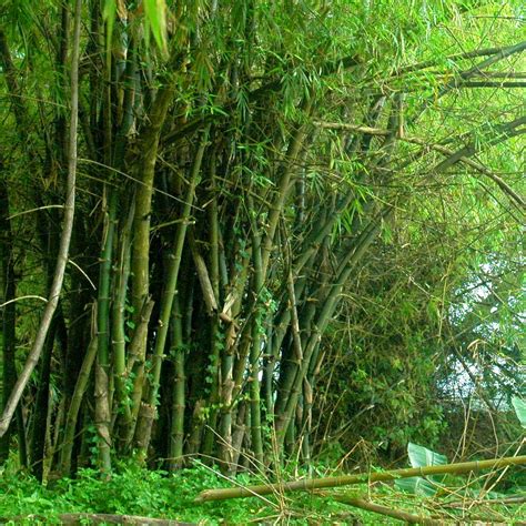 Kawayan – Bamboos in Philippines .